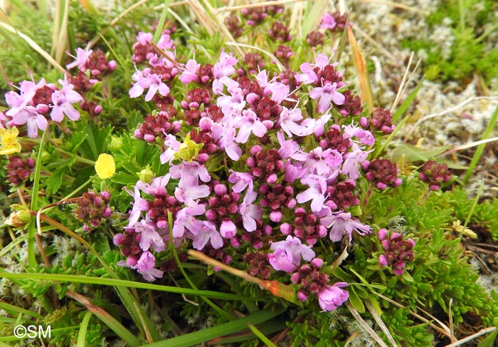 Thymus caespititius