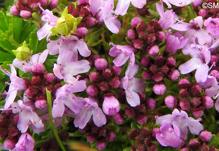 Thymus caespititius