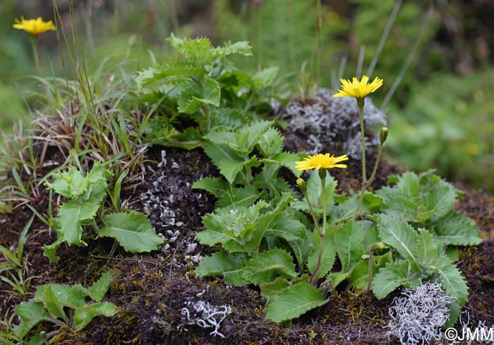 Tolpis azorica