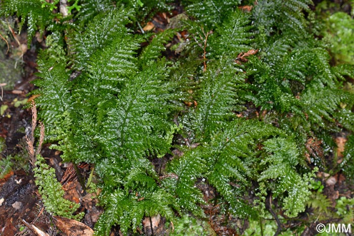 Trichomanes speciosum = Vandenboschia speciosa