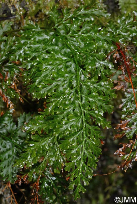 Trichomanes speciosum = Vandenboschia speciosa