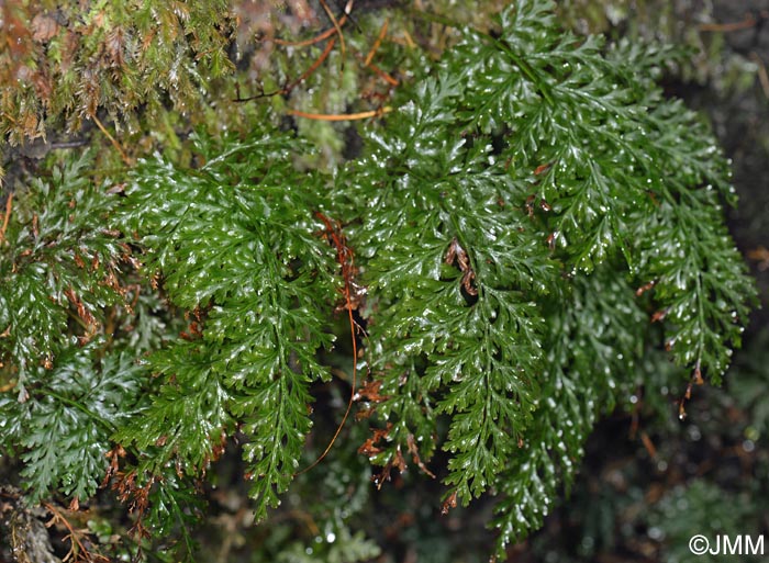 Trichomanes speciosum = Vandenboschia speciosa