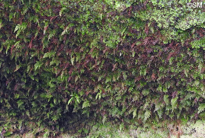 Trichomanes speciosum = Vandenboschia speciosa