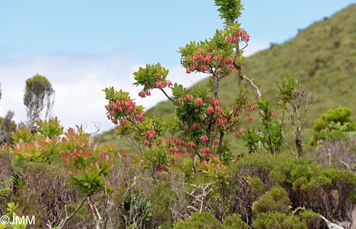 Vaccinium cylindraceum