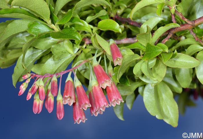 Vaccinium cylindraceum