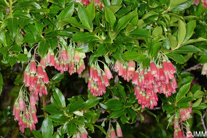 Vaccinium cylindraceum