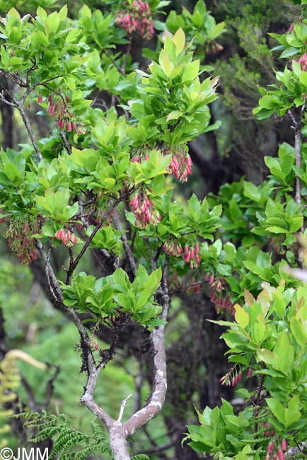 Vaccinium cylindraceum