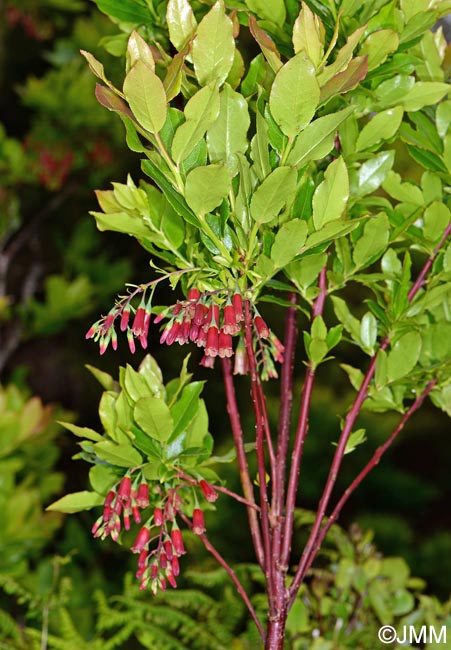 Vaccinium cylindraceum