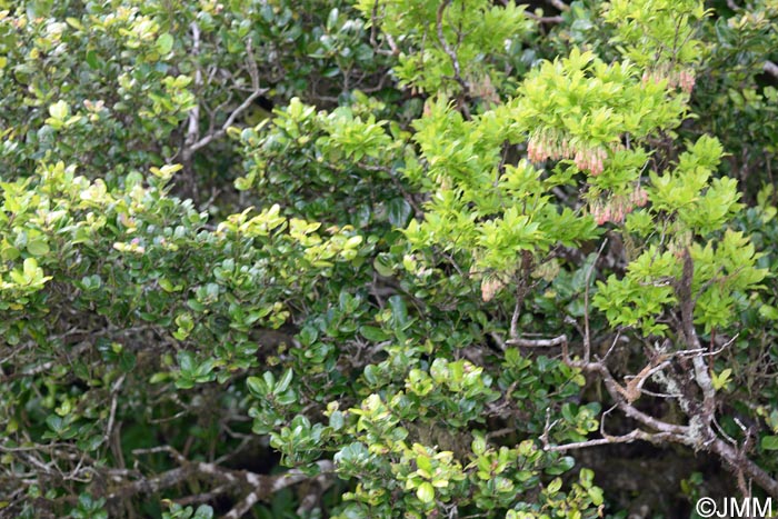 Vaccinium cylindraceum et Ilex perado subsp. azorica