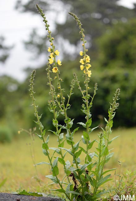 Verbascum virgatum