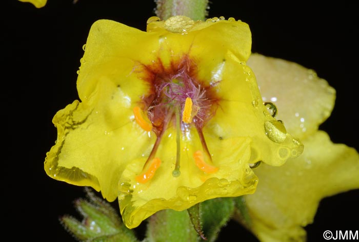 Verbascum virgatum