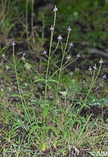 Verbena officinalis