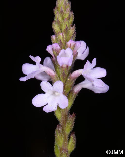 Verbena officinalis