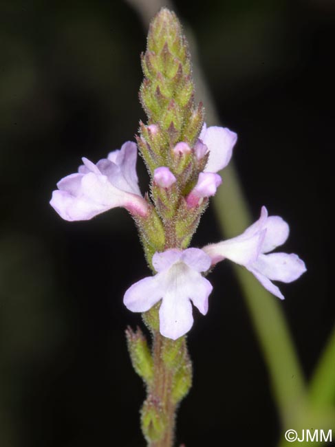 Verbena officinalis