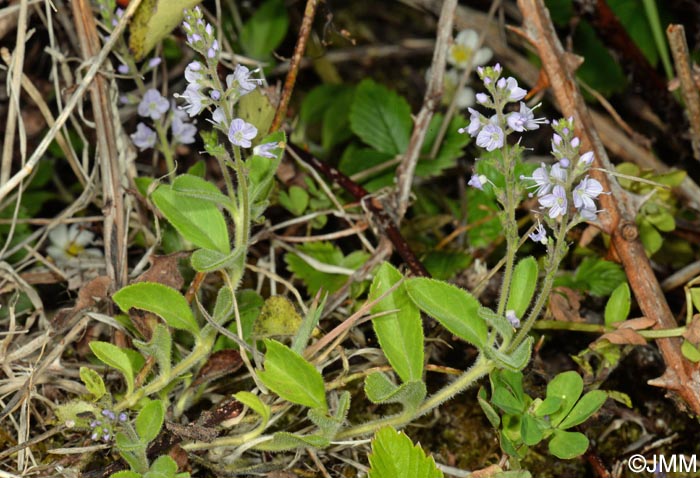 Veronica officinalis