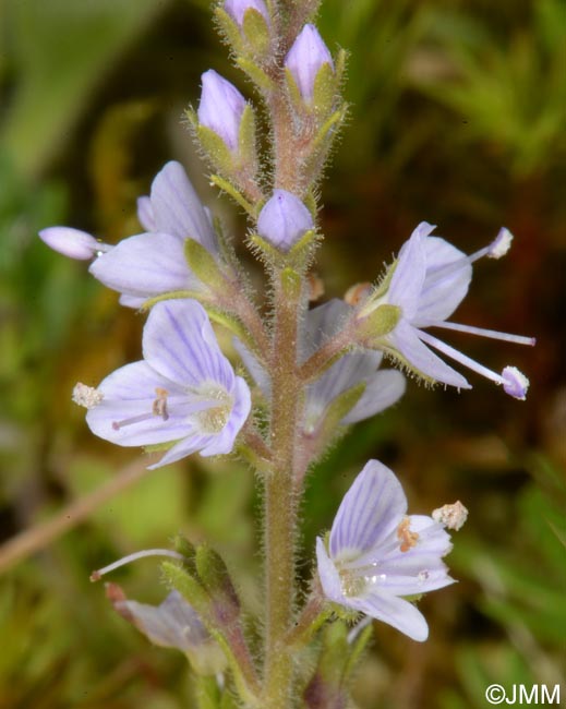 Veronica officinalis