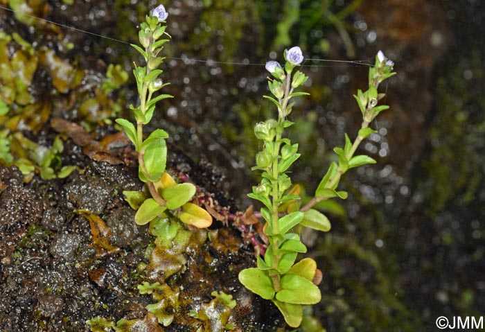 Veronica serpyllifolia subsp. serpyllifolia