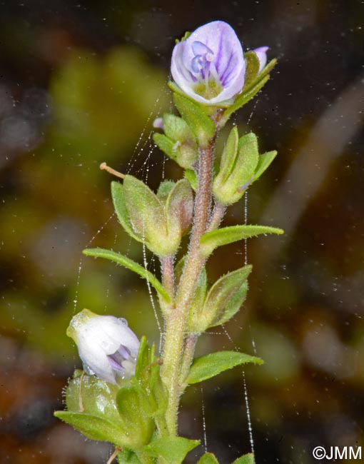 Veronica serpyllifolia subsp. serpyllifolia