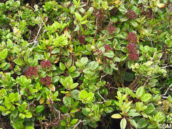 Viburnum treleasei