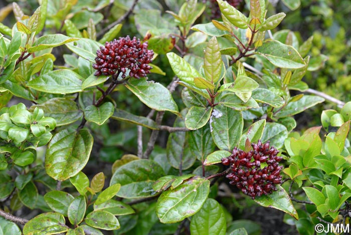 Viburnum treleasei