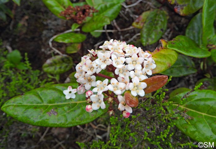 Viburnum treleasei