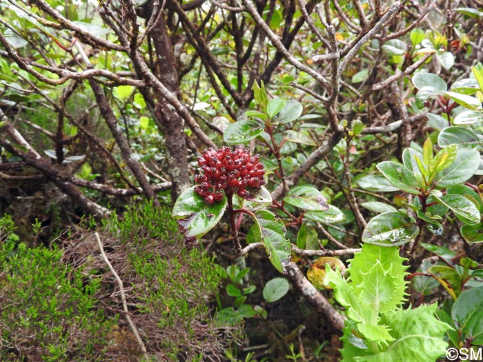 Viburnum treleasei