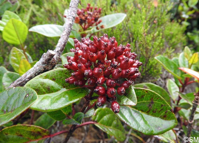 Viburnum treleasei