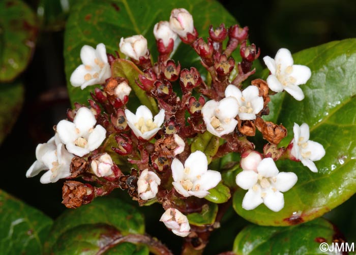 Viburnum treleasei