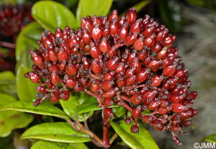 Viburnum treleasei