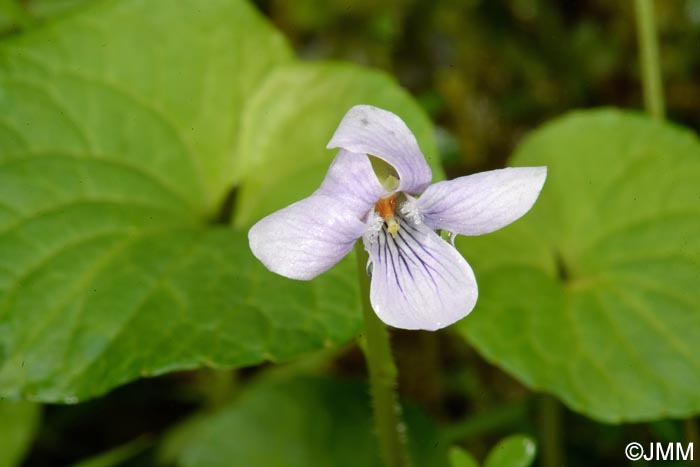 Viola palustris subsp. juresii