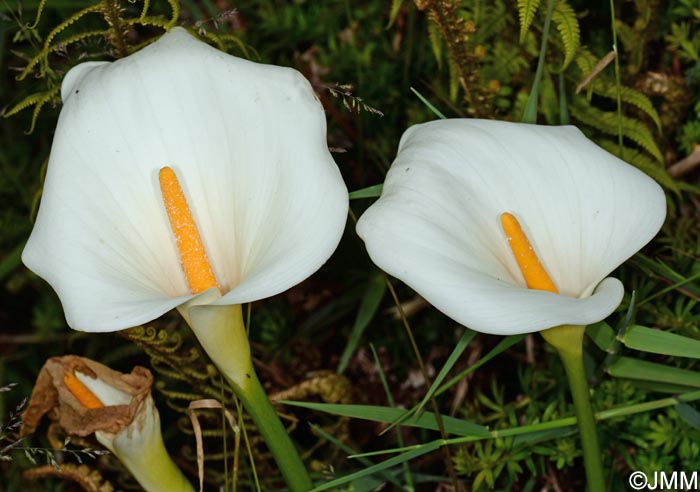 Zantedeschia aethiopica = Calla aethiopica