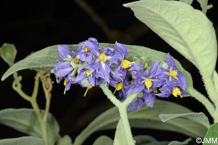 Solanum mauritianum