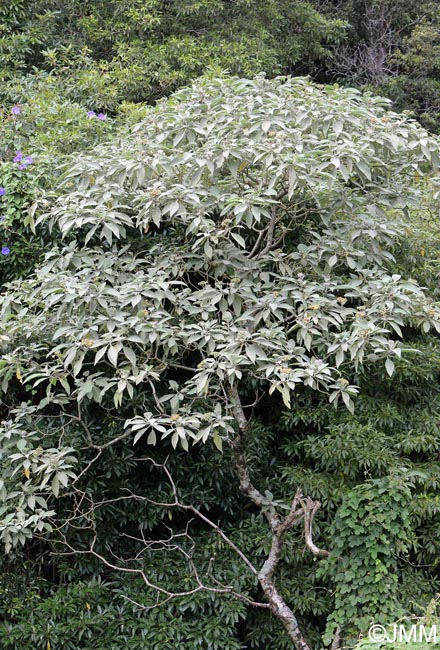 Solanum mauritianum