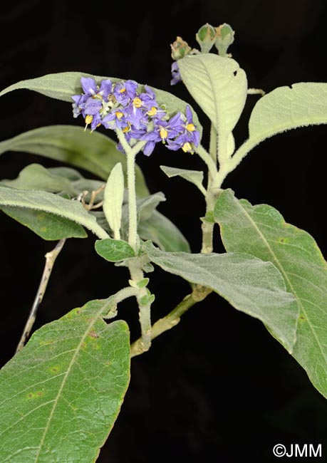 Solanum mauritianum