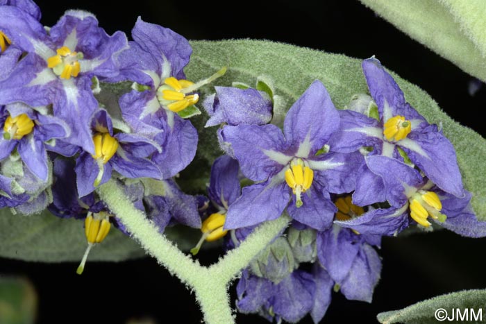 Solanum mauritianum