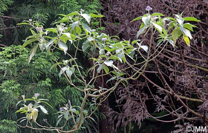 Solanum mauritianum