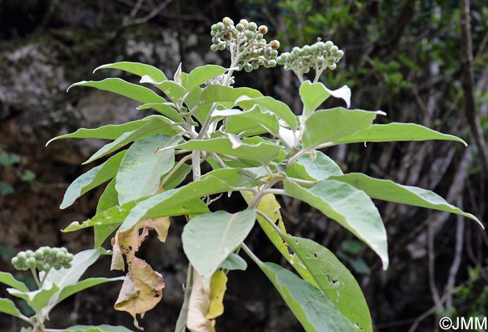 Solanum mauritianum