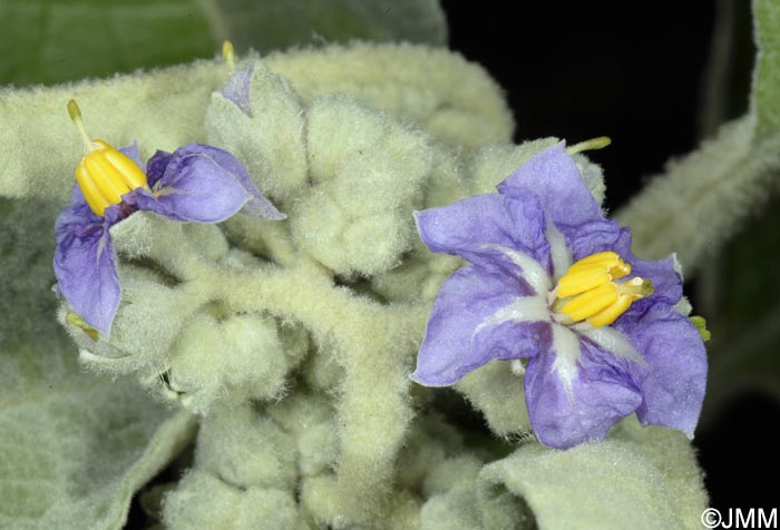 Solanum mauritianum