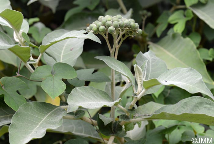 Solanum mauritianum