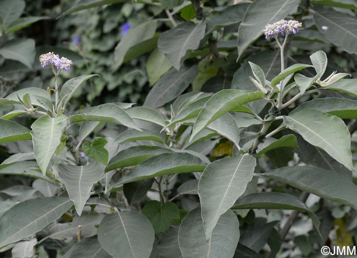 Solanum mauritianum