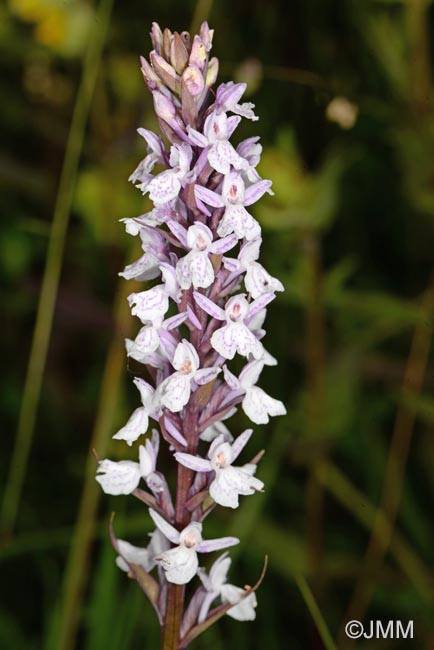 x Dactylodenia legrandiana