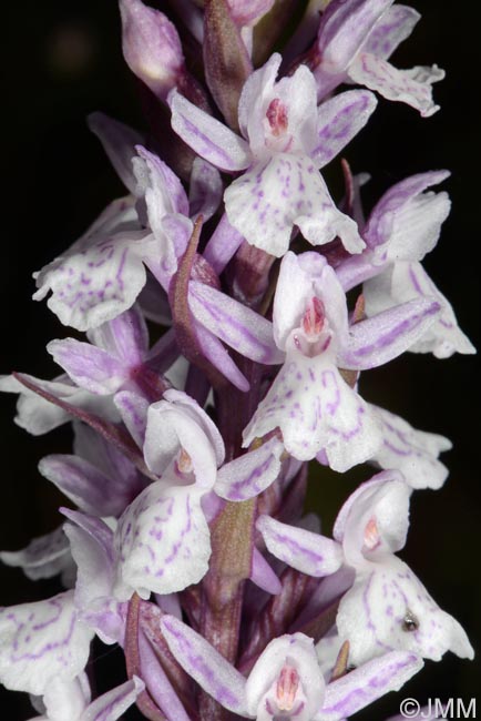 x Dactylodenia legrandiana