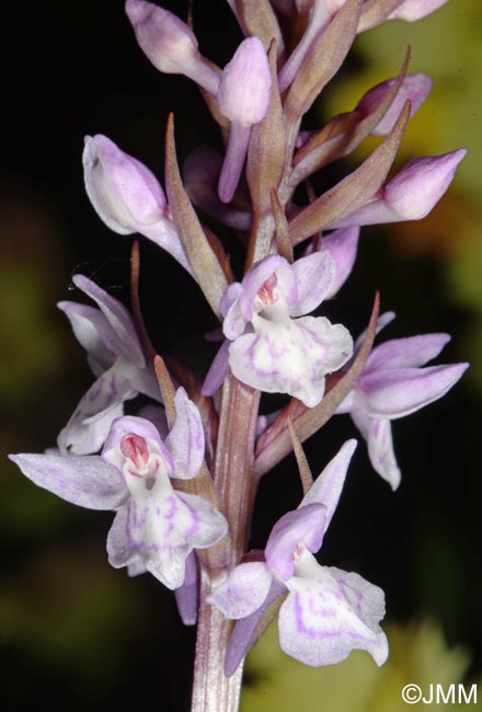 x Dactylodenia legrandiana