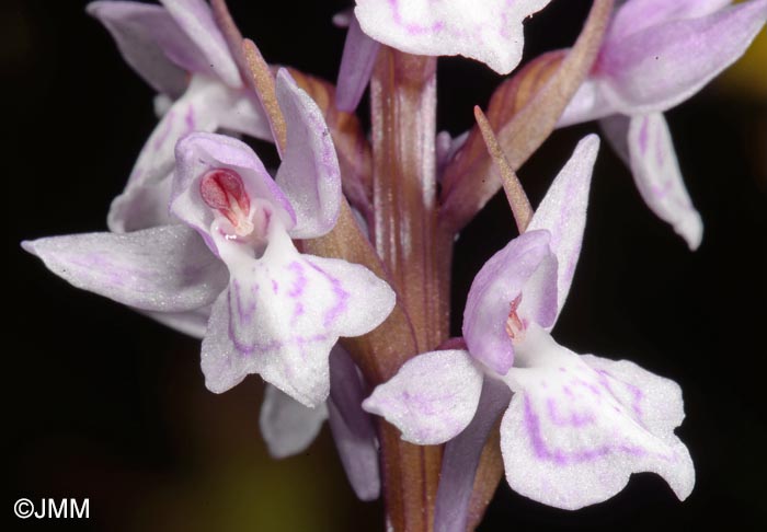 x Dactylodenia legrandiana