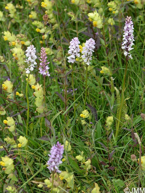 x Dactylodenia legrandiana et Dactylorhiza maculata.