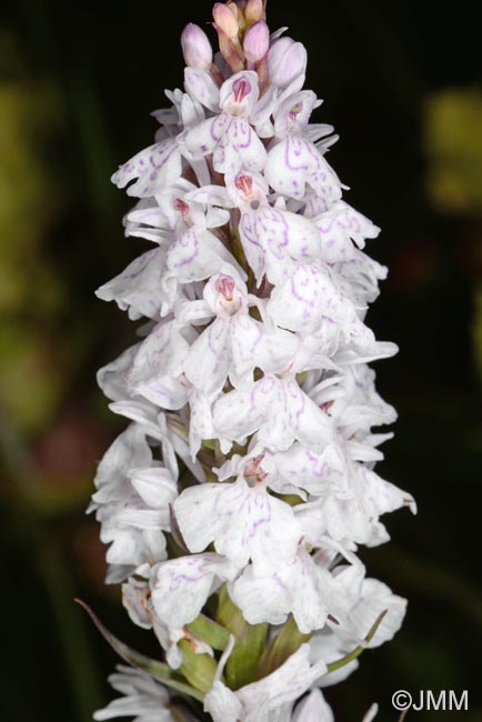 Dactylorhiza maculata