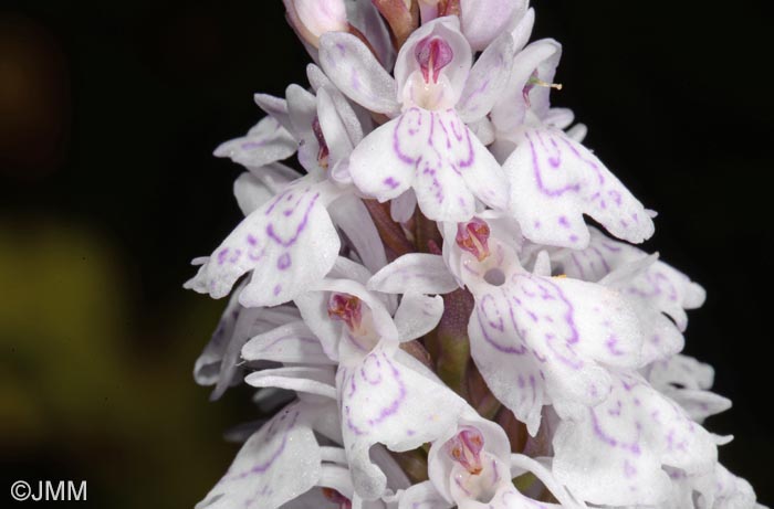 Dactylorhiza maculata