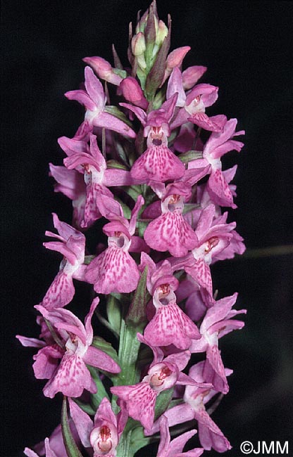 Dactylorhiza praetermissa