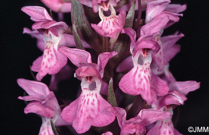 Dactylorhiza praetermissa