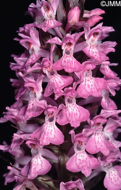 Dactylorhiza praetermissa